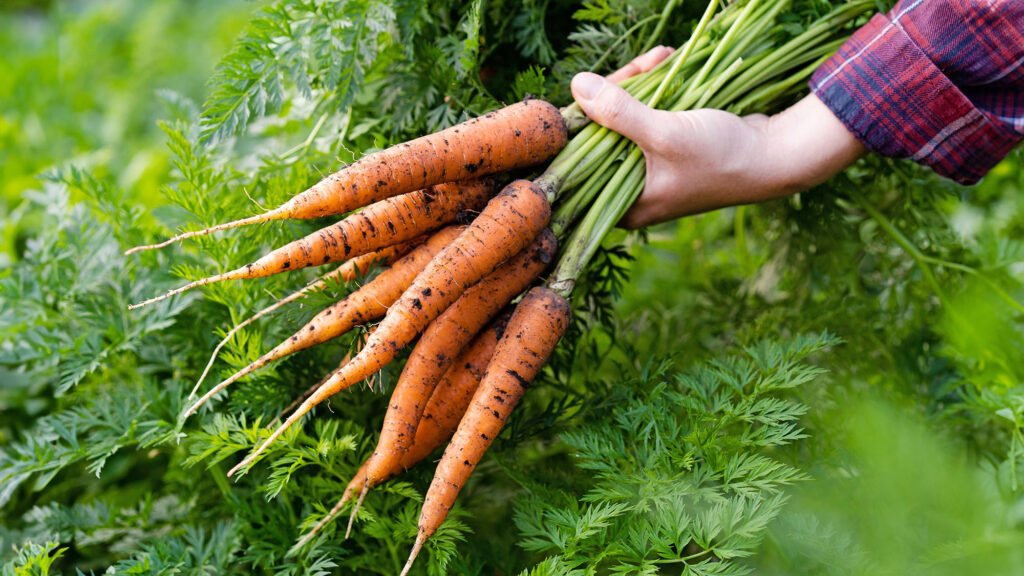 a,good,harvest,of,carrots,in,women's,hands,close up,,organic