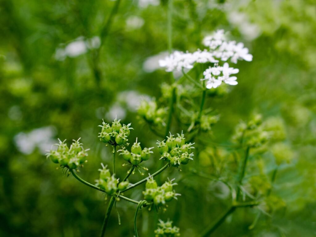 dhaniya neocrop seed