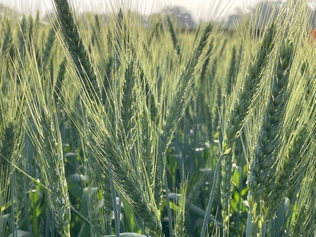 image wheat