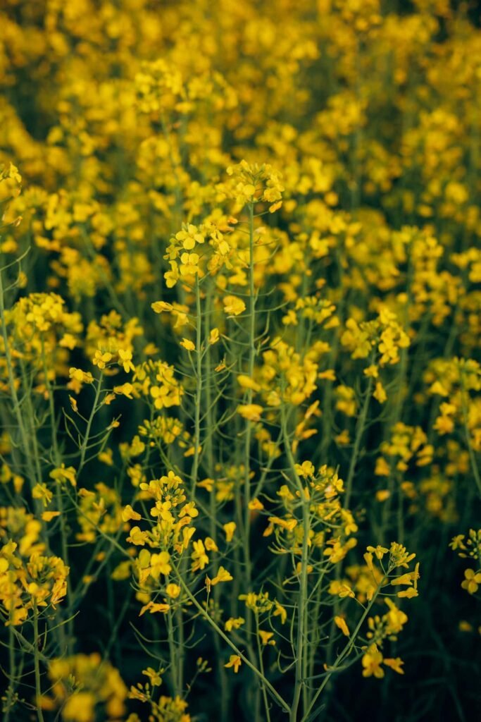 mustard neocrop