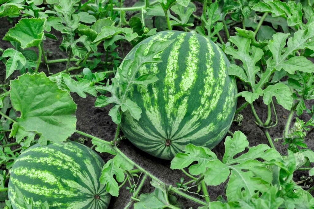 watermelon neocrop
