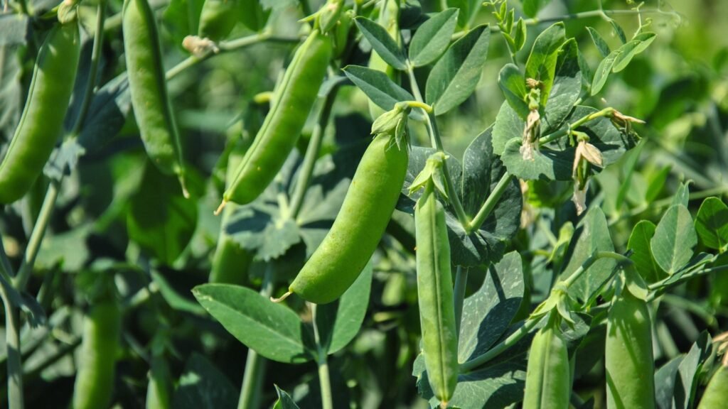 pea sow and grow neocrop