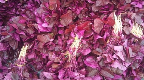 red spinach lal sag used for the preparation of various delicious dishes fresh quality natural color 676