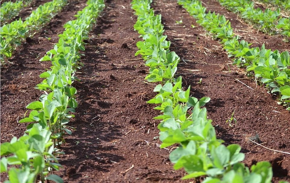 soyabean neocrop
